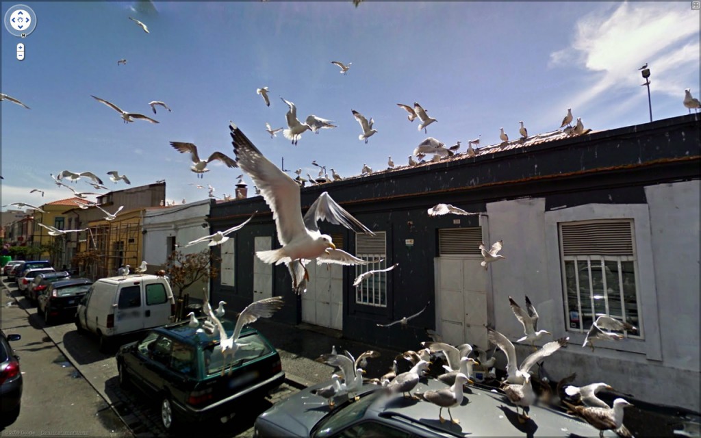 9ojos_gaviotas