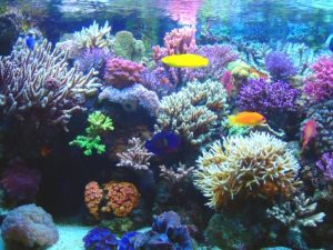 http://xurl.es/CoralBelice