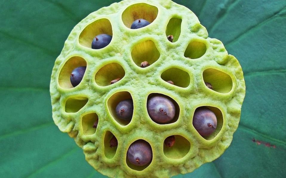 flor de loto