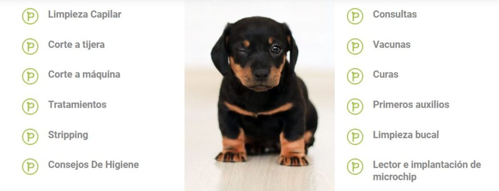 servicios web veterinario Peludos del Cañaveral
